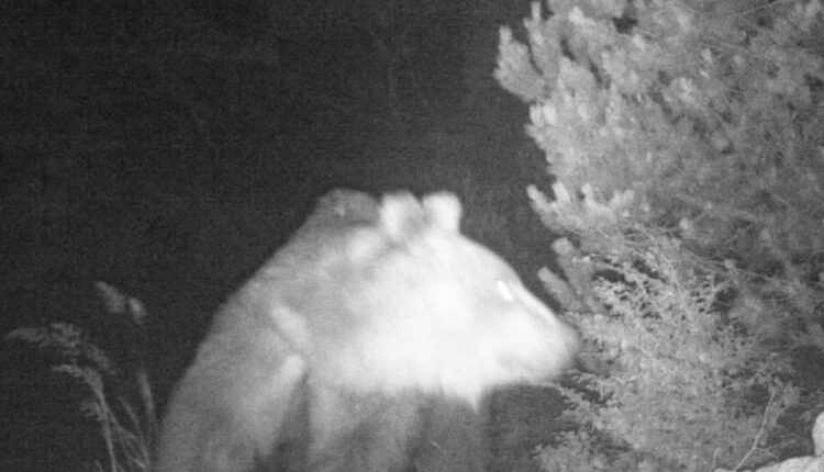 orso monte baldo