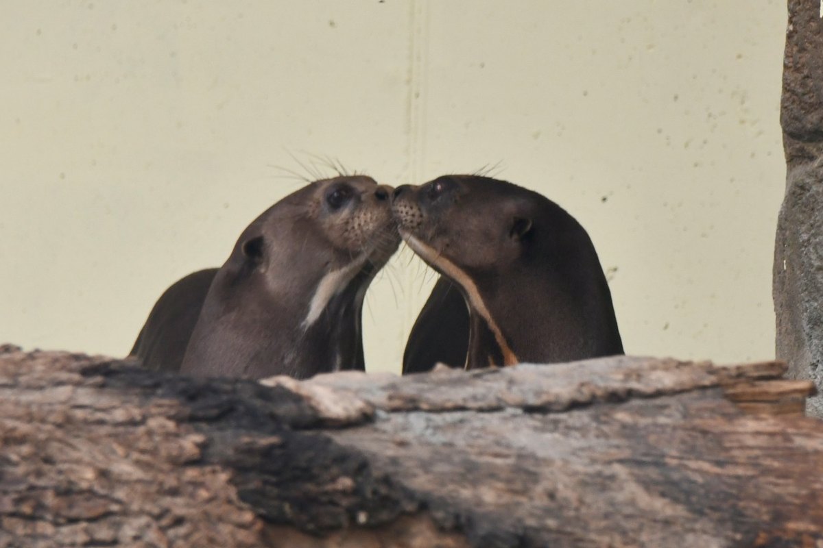 Madeira e Pedro, lontre giganti al Parco Natura Viva, ph Valeria Cascella
