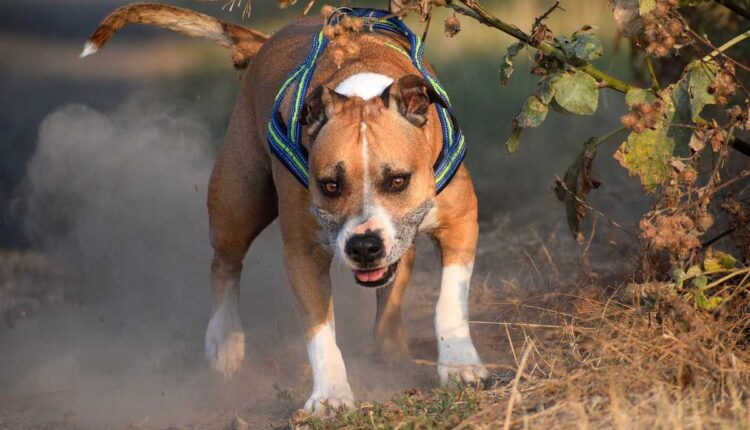 pitbull