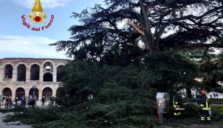 ramo caduto piazza bra